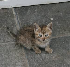 amy Bild von Amy