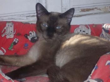 Layla Bild von Layla