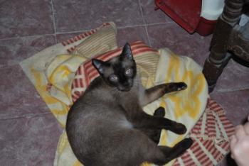 Layla Bild von Layla