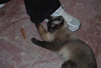 Layla Bild von Layla