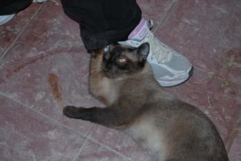 Layla Bild von Layla