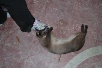 Layla Bild von Layla