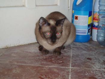 Layla Bild von Layla