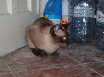 Layla Bild von Layla