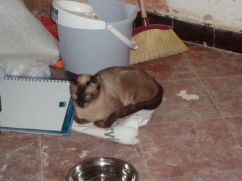 Layla Bild von Layla
