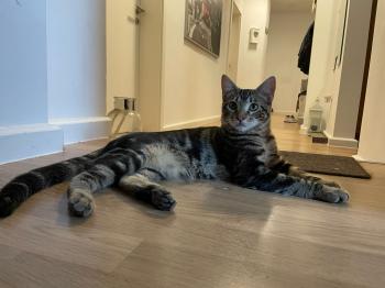 Toffee Bild von Toffee