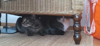 Gizmo Bild von Gizmo