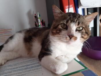 Don Gato Bild von Don Gato