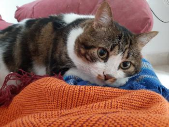 Don Gato Bild von Don Gato