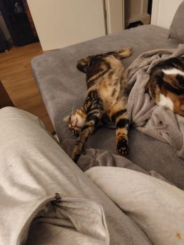 Toffee Bild von Toffee