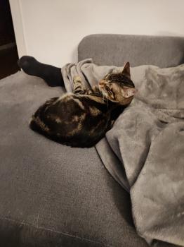 Toffee Bild von Toffee