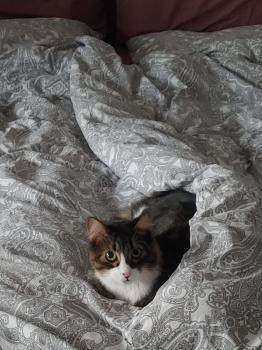 Gizmo Bild von Gizmo