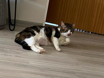 Don Gato Bild von Don Gato