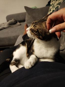 Caramel Bild von Caramel