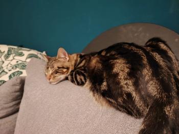 Toffee Bild von Toffee