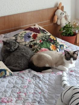 Sasha Bild von Sasha