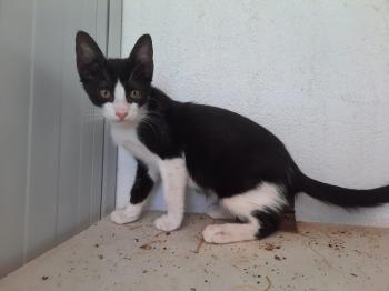 Apolo Bild von Apolo