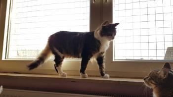 Gizmo Bild von Gizmo