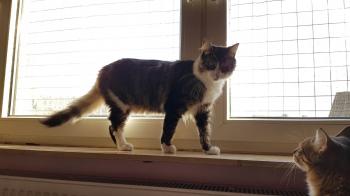 Gizmo Bild von Gizmo