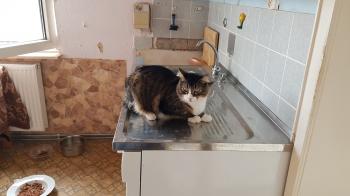 Gizmo Bild von Gizmo
