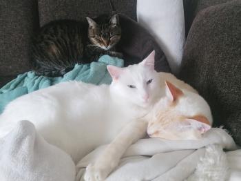 Gipsy-Mimi Bild von Gipsy-Mimi