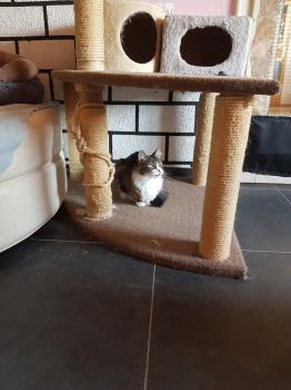 Gizmo Bild von Gizmo