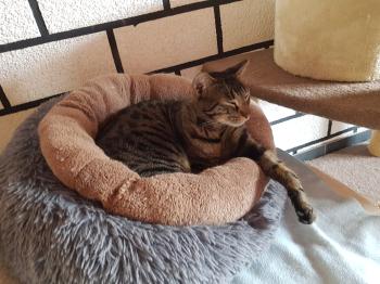 Raton Bild von Raton
