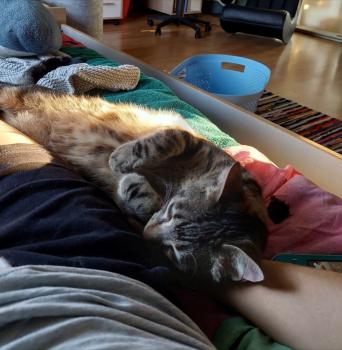Toffee Bild von Toffee