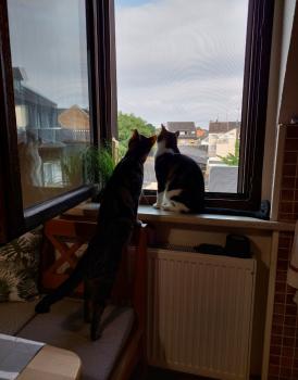 Toffee Bild von Toffee