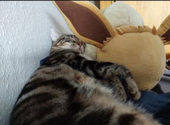 Toffee Bild von Toffee