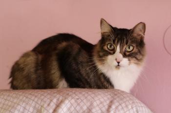 Gizmo Bild von Gizmo
