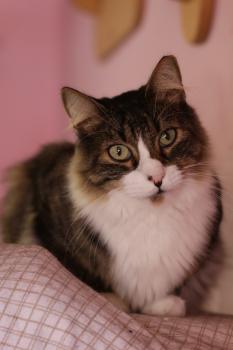 Gizmo Bild von Gizmo