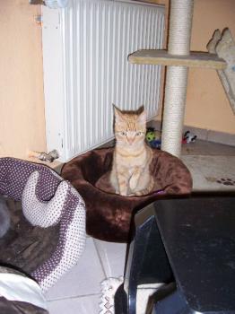 Rai im Katzenhaus Bild von Rai