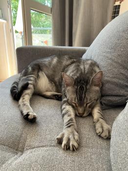 Laszlo Bild von Laszlo