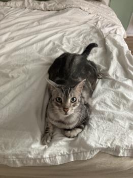 Laszlo Bild von Laszlo