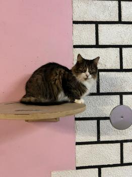 Gizmo Bild von Gizmo