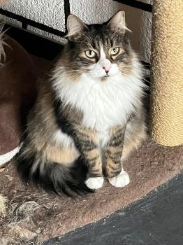 Gizmo Bild von Gizmo