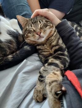 Toffee Bild von Toffee