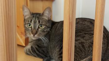 Raton Bild von Raton