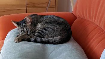 Raton Bild von Raton