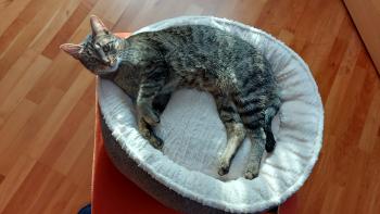 Raton Bild von Raton