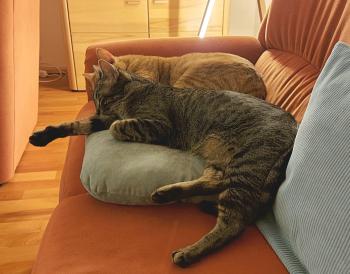 Raton Bild von Raton