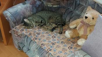 Raton Bild von Raton