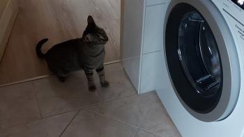 Raton Bild von Raton