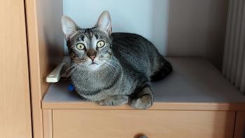 Raton Bild von Raton