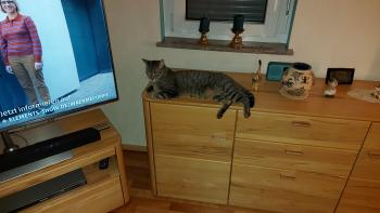 Raton Bild von Raton