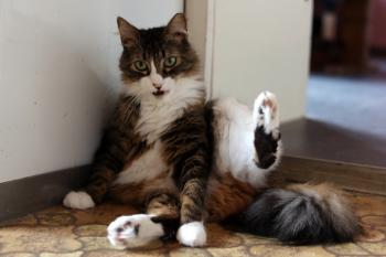Gizmo Bild von Gizmo