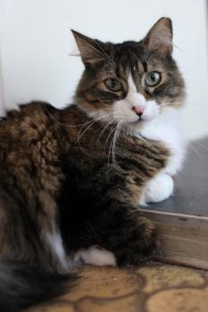 Gizmo Bild von Gizmo
