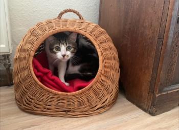 Don Gato Bild von Don Gato