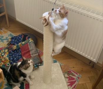 Don Gato Bild von Don Gato